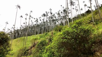 The wax palms that Colombia is famous for